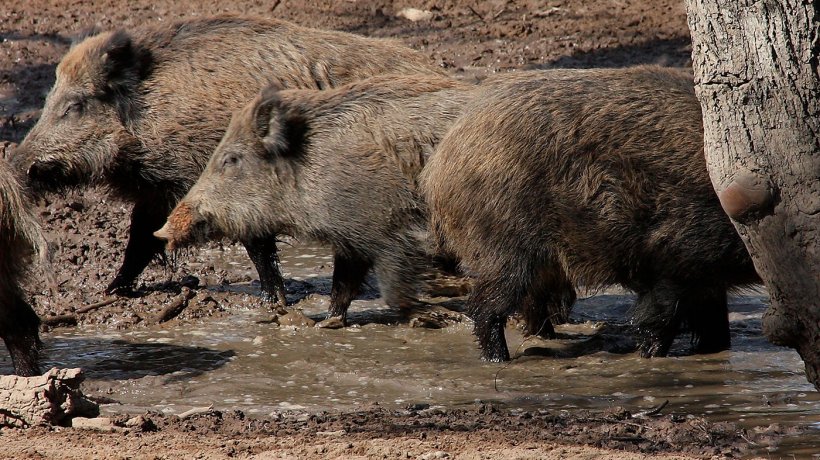 Cinghiali che fanno il bagno. Il N&deg; e la distribuzione negli spazi dei cinghiali viene determinato dalla disponibilit&agrave; d&#39;acqua e di alimenti.
