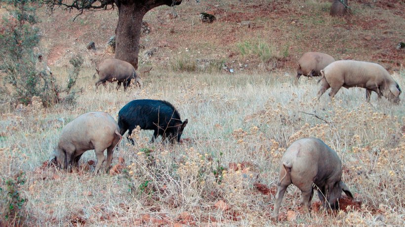 Il contatto con cinghiali &egrave; pi&ugrave; probabile nelle produzioni all&#39;aperto, per&ograve; alcuni patogeni, come il virus della malattia d&#39;Aujeszky o della peste suina classica possono raggiungere i suini alloggiati nei capannoni.
