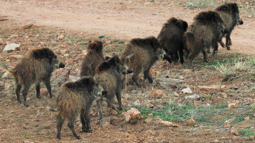 Tutti i patogeni dei cinghiali sono trasmissibili ai suini e viceversa.
