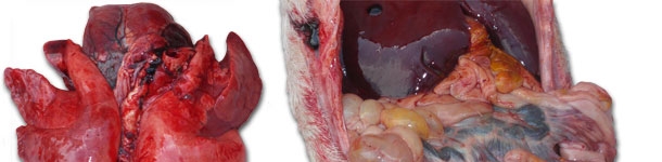 Grave congestione polmonare ed una enterite di varia gravit&agrave; con interessamento pi&ugrave; o meno importante dei linfonodi mesenterici