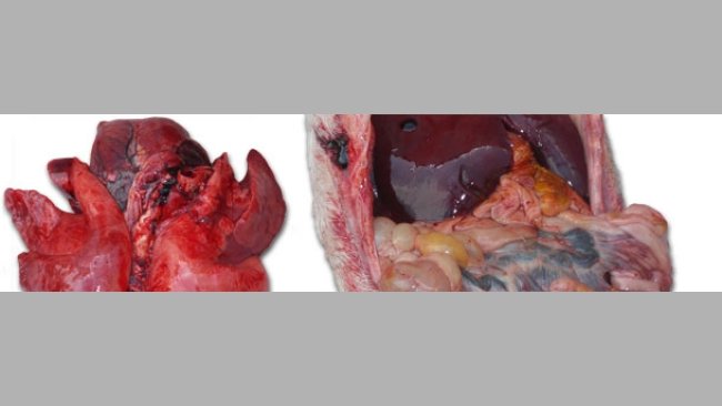 Grave congestione polmonare ed una enterite di varia gravità con interessamento più o meno importante dei linfonodi mesenterici