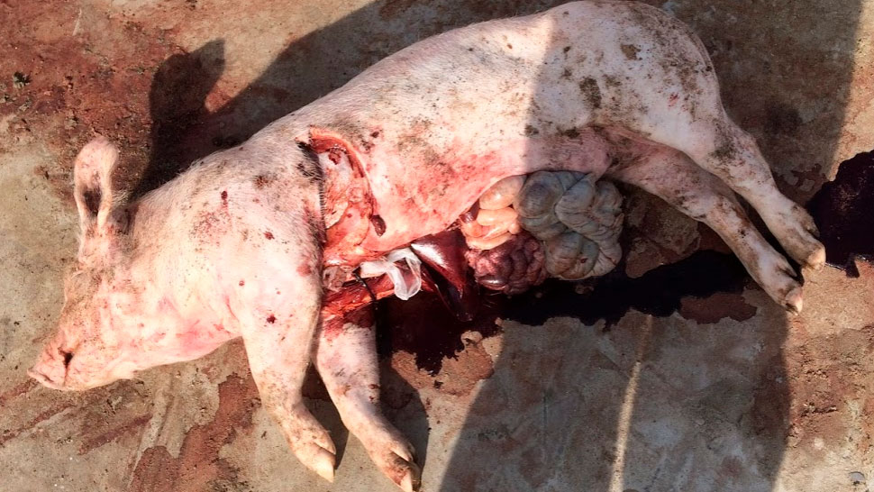 Lautopsia eseguita nellallevamento rivela una colorazione scura del sangue, senza altre alterazioni degne di nota negli organi.