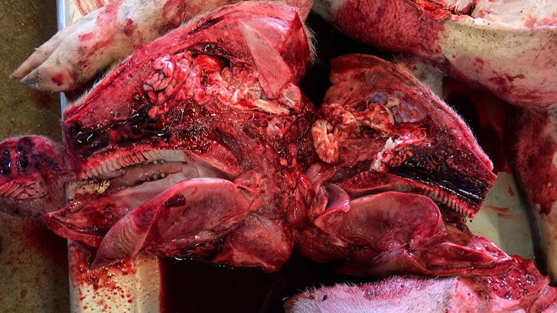 Necroscopia in laboratorio