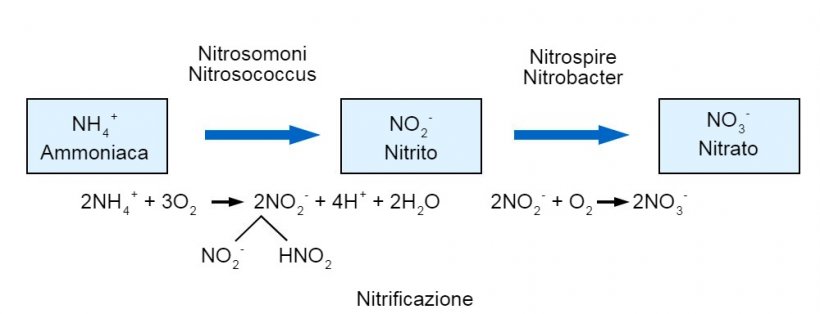 Nitrificazione
