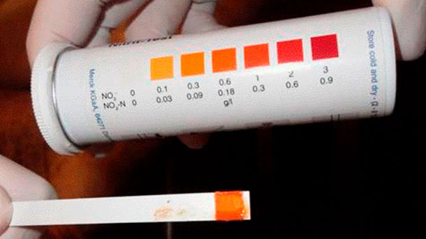 Figura 5: Striscia per il rilevamento di nitriti che indicano avvelenamento da nitriti.
