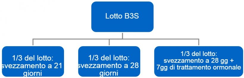 Figura 4. Processo del passaggio da&nbsp;bande a 3 settimane&nbsp;(B3S) a bande settimanali.
