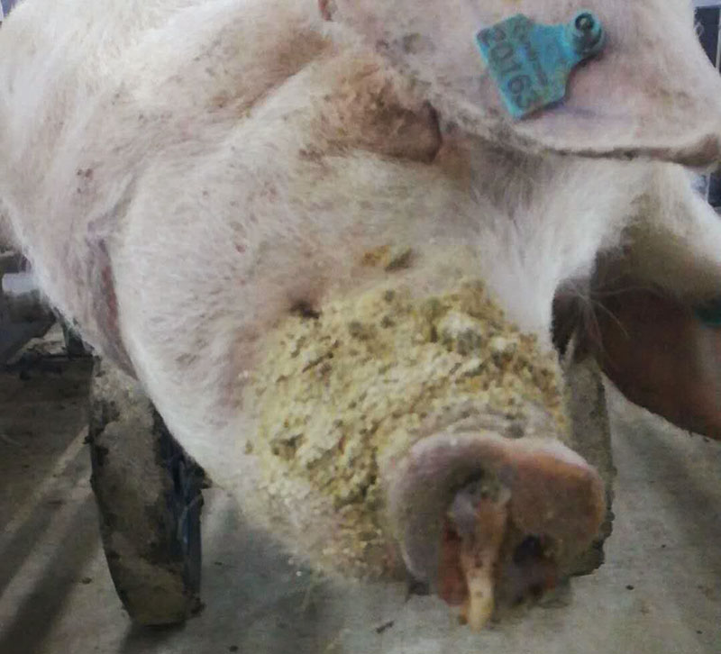 Scrofa morta con scoli nasali di pus/sangue dalle narici.