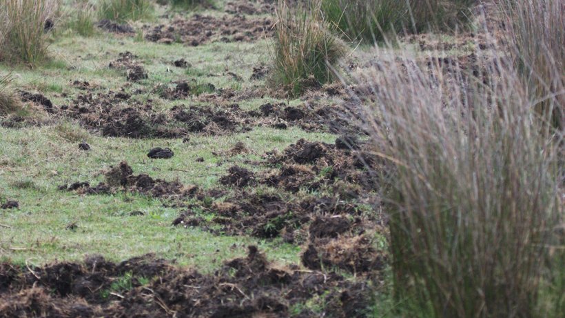 Foto 1: I buchi indicano la presenza di cinghiali. E&#39; preferibile installare nuovi allevamenti di suini lontani da zone forestali o costiere, lontani da campi di mais e da campi irrigati.
