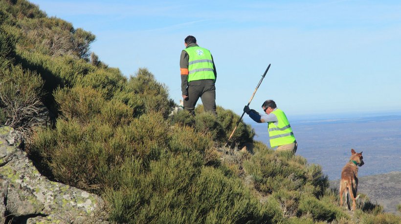 Foto 3: La caccia &egrave; fondamentale per il controllo delle popolazioni di cinghiali. Per&ograve; questa rappresenta anche un rischio sanitario se&nbsp;i visceri e resti sono accessibili ai cinghiali o ai materiali impiegati condivisi in allevamenti di suini.
