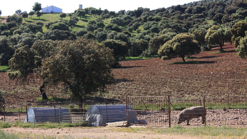 Foto 2: Un suino mantenuto fuori dal fossato in una zona forestale. La probabilit&agrave; di contatto con cinghiali &egrave; alta.
