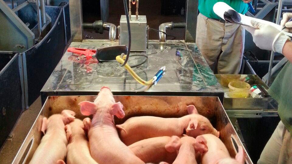 Adeguato peso dei suinetti alla nascita/svezzamento