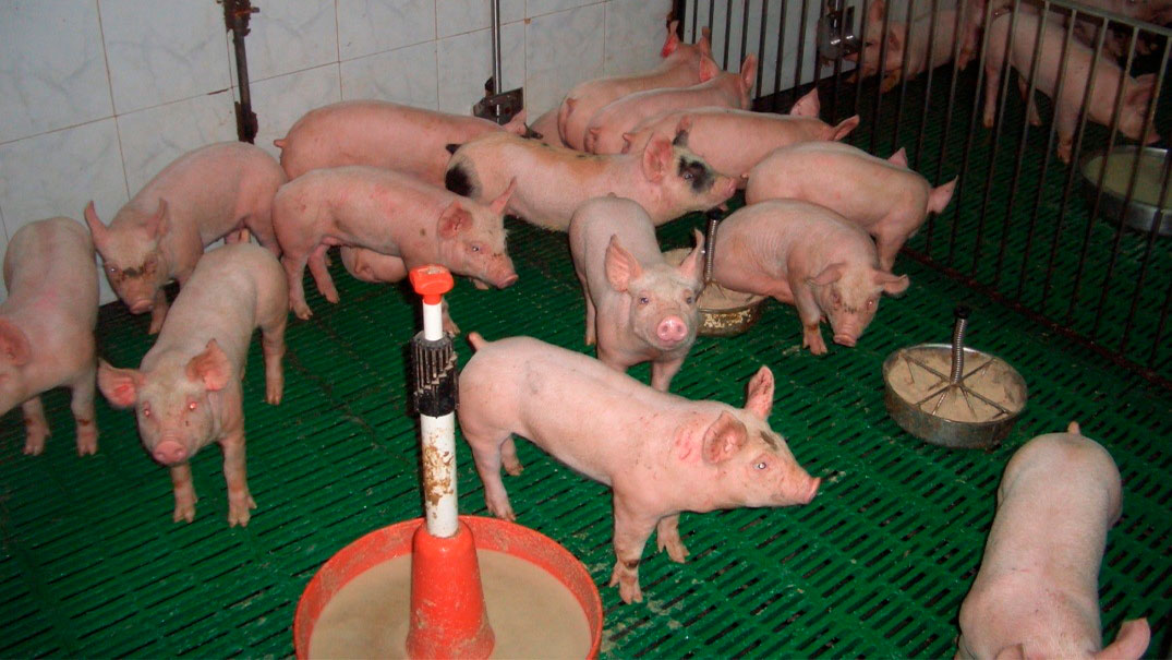 Adeguato uso di mangimi e punti di alimentazione