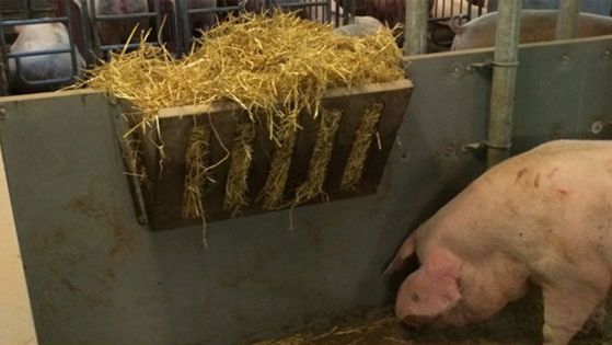 Uso di rastrelliera con paglia. Ulrik Olsen, www.hyotoys.dk
