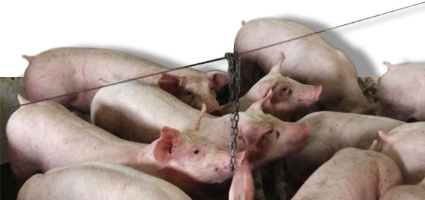 Uso di catene posizionate ad altezze corrette in centro al box