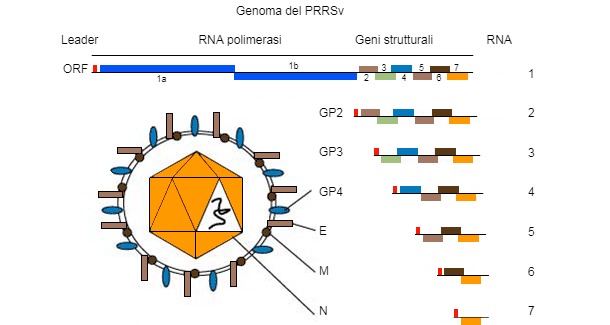 Figura 1. Il&nbsp;genoma del virus della PRRS&nbsp;&egrave; una molecola di RNA a catena unica.
