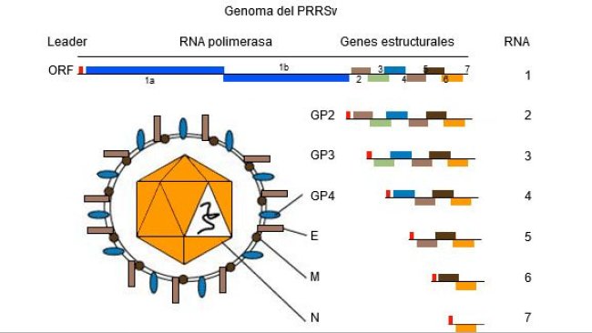 Figura 1. Il genoma del virus della PRRS è una molecola di RNA a catena unica.