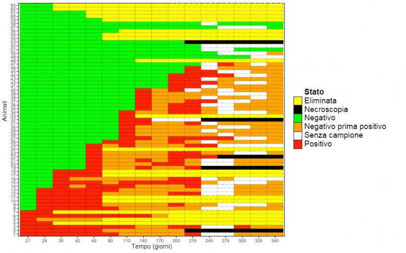 Figura&nbsp;1: Grafico che mostra il rilevamento longitudinale del&nbsp;M. hyopneumoniae&nbsp;nelle scrofette.&nbsp;
