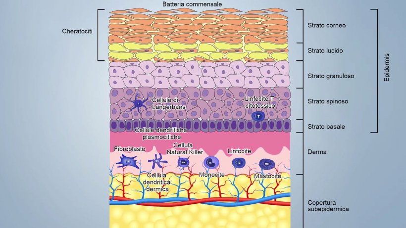 Figura 1. Schema degli strati della pelle.
