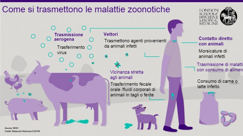 Figura 1. Vie di trasmissione di malattie zoonotiche. Le zoonosi sono malattie infettive che possono essere trasmesse dagli animali all&#39;uomo, ma anche dall&#39;uomo agli animali. Fonte: London School of Hygiene and Tropical Medicine.
