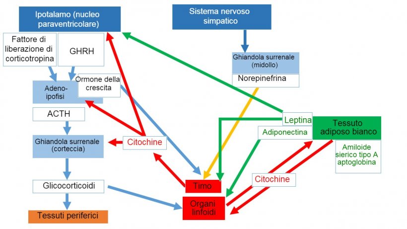 *Sistema neuro-endo-immune&nbsp;ACTH: ormone&nbsp;adrenocorticotropo&nbsp;* GHRH: ormone&nbsp;liberatore dell&#39;ormone della crescita.
