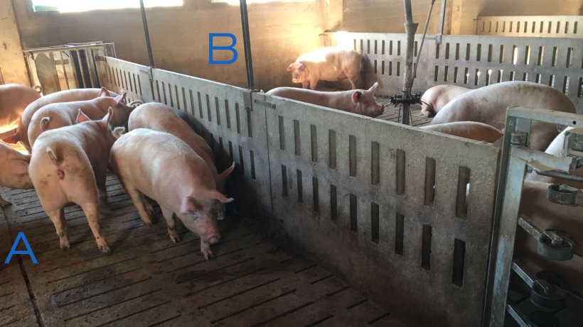 Foto 2. Box di addestramento scrofette per imparare ad entrare ed uscire della stazione di alimentazione. Nel lato A abbiamo solo abbeveratoi e nel latto B c&#39;&egrave; la mangiatoia. Per invogliare le scrofette ad entrare, si posiziona i mangimi solo nel lato B.
