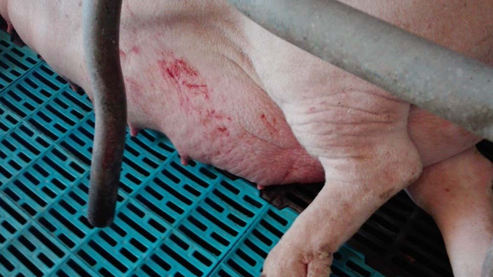 Foto 4: Edema mammario nel peri-parto