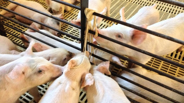 Raccolta di fluidi orali