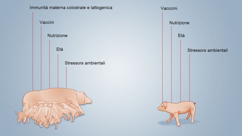 Figura 2. Fattori che hanno influenza sullo sviluppo dell&#39;immunit&agrave; neonatale.
