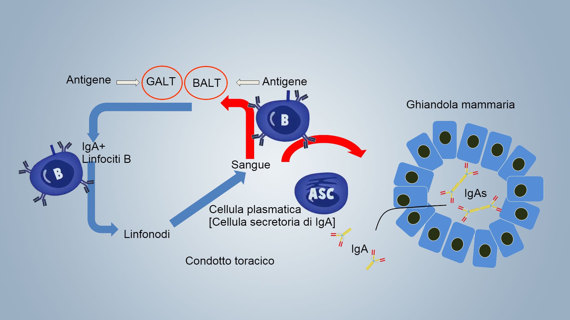 Schema dellimmunità lattogenica.