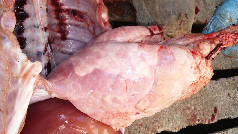 Figura 7. Polmonite interstiziale con un consolidamento polmonare marcato a del lobulo diaframmatico ventrale