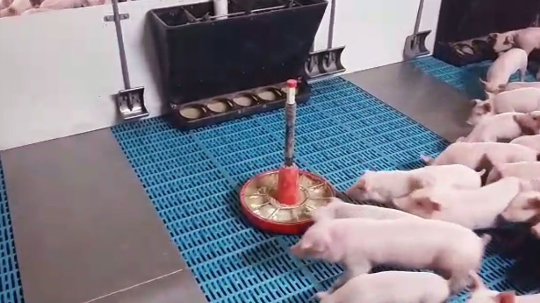 Il choice feeding&nbsp; si basa nell'offrire durante alcuni giorni di cambio della dieta, a volte diversi mangimi, sia esso il sottoscofa ed il prestarter e&nbsp;lo starter, con l'obbiettivo che il singolo suinetto scelga quale proporzione mangiare da ogni mangime.
