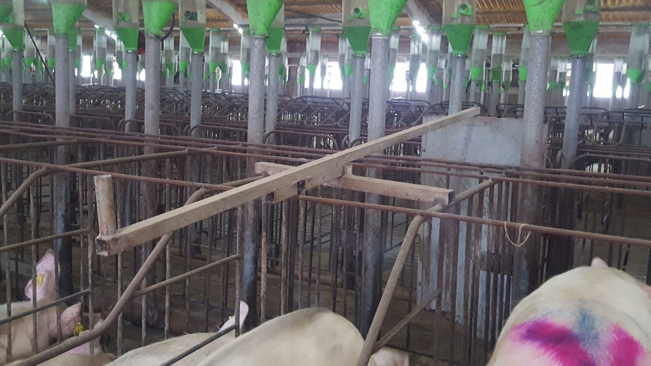 Le porte nel corridoio anteriore facilitano la ricerca calori e linseminazione