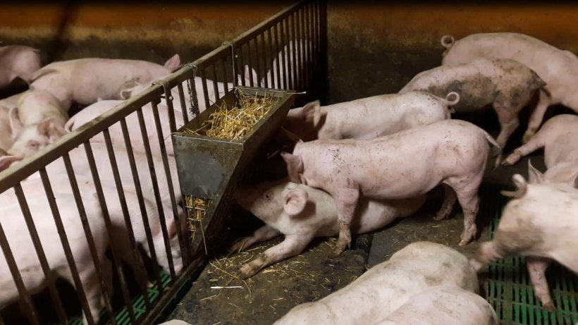 Figura 3. La paglia è stata fornita agli animali all’interno di una rastrelliera, con un tappetino ancorato sotto per creare una zona di grufolamento.