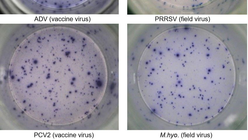 Figura 1. Risposta &nbsp;IFN-&gamma; ELISPOT antigene-spec&iacute;fica su&nbsp;PBMC nei confronti dei patogeni suini:&nbsp;ADV: Virus della Malattia di Aujeszky; PRRSv; PCV2; M.hyo.&nbsp;Mycoplasma hyopneumoniae. Ogni punto &egrave; causato dalla secrezione di IFN-&gamma; dei linfociti&nbsp;T di memoria/effettrici riattivati. (tra parentisi i patogeni usati per la riattivazione)
