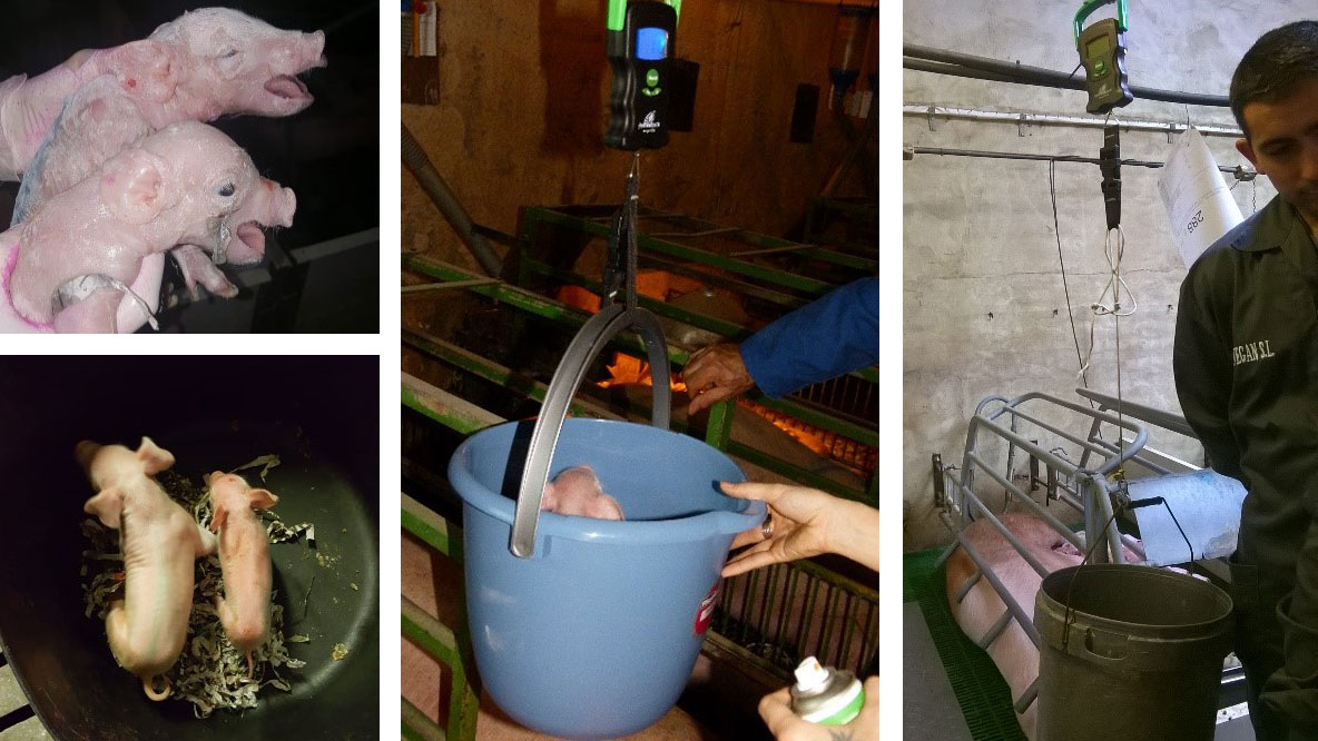 Fotografie delle pesate alla nascita