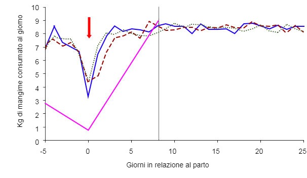 Grafico 4: Schema alimentare delle scrofe in funzione della condizione corporale della scrofa il giorno 105 e del regime alimentare: ad libitum (verde, blu, rosso) o standard (rosa) (A. Cools, 2014)