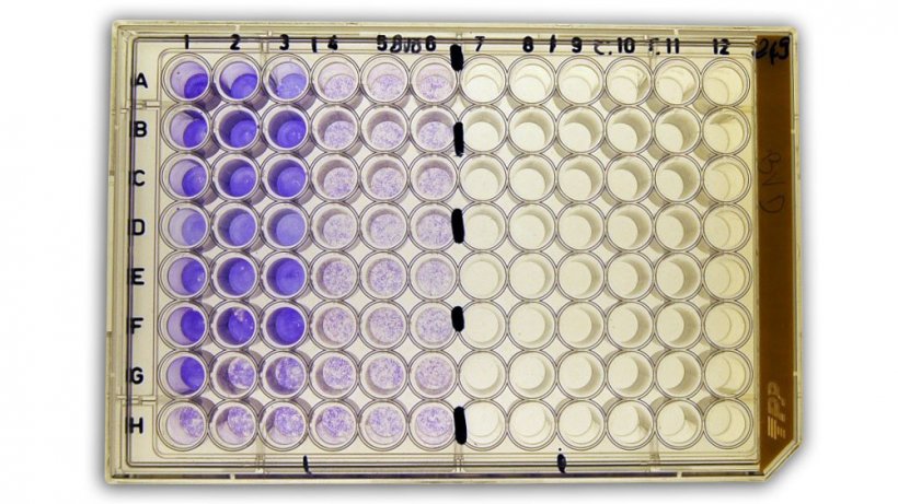 Figura 2b: Sieroneutralizzazione&nbsp;(SN) per la rilevazione degli anticorpi vs il virus della diarrea virale bovina (BVDv) nel siero.
