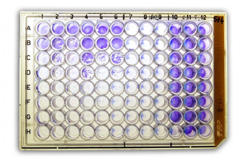 Figura 2a: sieroneutralizzazione&nbsp;(SN) per la rilevazione&nbsp; degli anticorpi vs herpesvirus bovino tipo 1 (BHV-1) nel siero.
