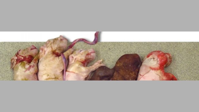 Figliata di una scrofa infettata sperimentalmente con PCV2 al momento dell'inseminazione. Notasi la ridotta dimensione della figliata e la presenza di mummificati.