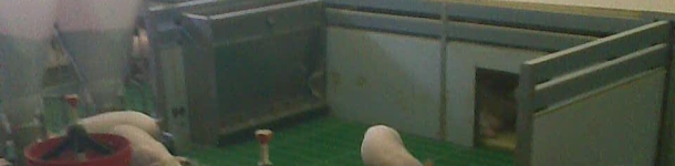 Nidi per suinetti fatti in casa
