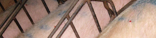 Prima vengono segnate tutte le scrofe che desideriamo esaminare
