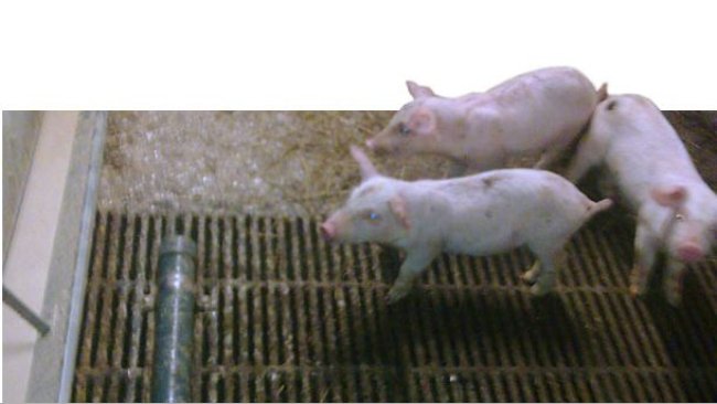 ubo in PVC per evitare la defecazione nei truogoli