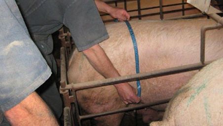 Un modo rapido per misurare le scrofe&nbsp;&egrave; dividendo la distanza da misurare a met&agrave; prendendo una singola misurazione, la distanza dalla colonna (punto centrale) a uno dei due fianchi
