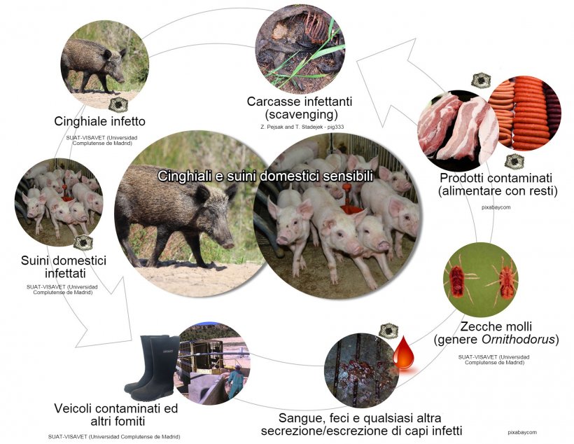 Figura 1. Vie di trasmissione del virus della PSA. includendo i contatti diretti ed indiretti con animali sensibili, i loro prodotti, escrezioni/secrezioni e/o sangue, carcasse, differenti fomiti contaminati e vettori biologici&nbsp;(propria elaborazione).
