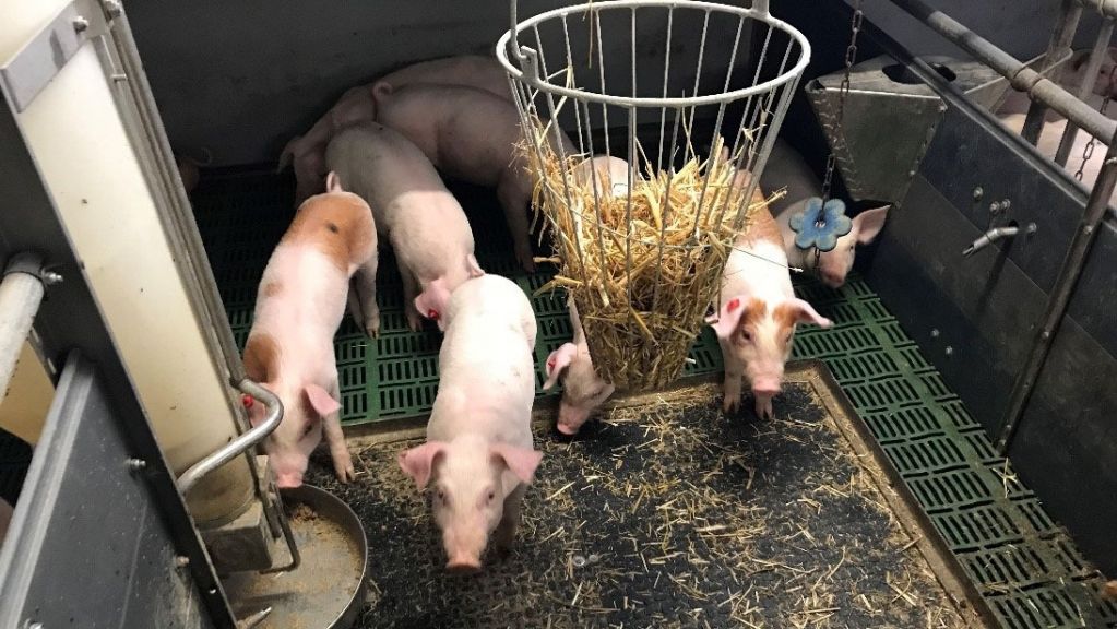 Foto 1.Suini con la coda integra con materiale manipolabile. Foto:Inge B&ouml;hne
