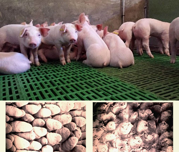 Foto 1. Il digiuno dopo lo svezzamento provoca un accorciamento dei villi intestinali del suinetto, ostacolando l'assorbimento del cibo e favorendo la comparsa di diarree.