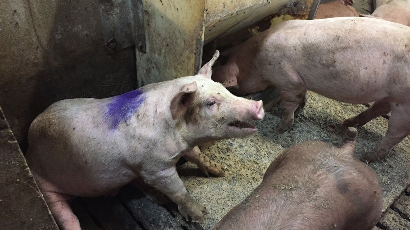 Figura 1. Suino che tossisce in un box di infermeria. Nota: la mangiatoia del box d&#39;infermeria ha mangime in farina ad libitum.
