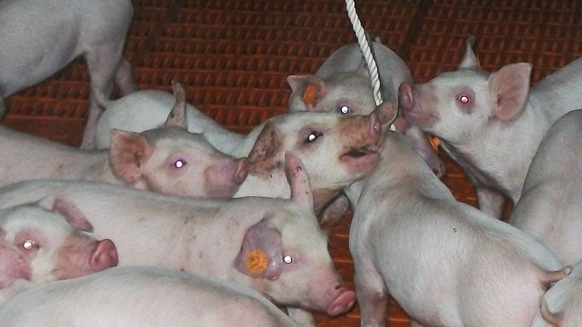 Uso delle corde per campionamento dei fluidi orali
