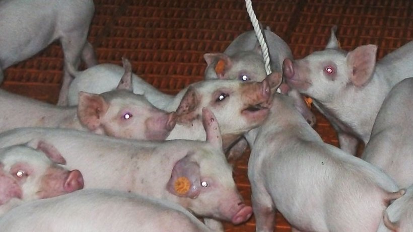 Uso delle corde per campionamento dei fluidi orali
