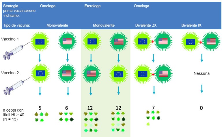 Figura 2. Effetto dei protocolli vaccinali tradizionali e della "vaccinazione di richiamo eterologa" sull'ampiezza della risposta anticorpale per H3N2. Le bandiere indicano i ceppi europei ed americani del SIV H3N2. Il siero raccolto al giorno 14 dopo il richiamo fu analizzato nei confronti di 15 virus antigenicamente diversi, inclusi quelli vaccinali. I numeri rappresentano il numero di virus nei confronti dei quali i titoli di anticorpi HI furono ≥ 40.